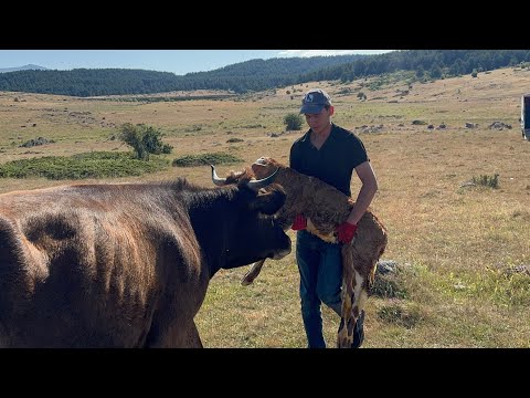 BUZAĞIYI MERADA BULDUK AKŞAM YEMEĞİ