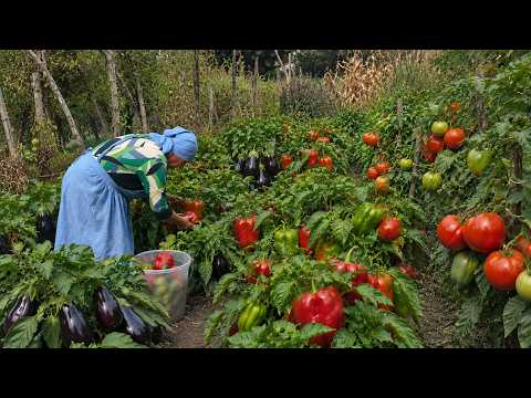 Harvesting Organic Eggplants, Peppers & Tomatoes - From