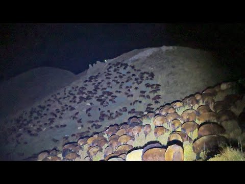KURTLAR SÜRÜNÜN ETRAFINDA KOMŞU SÜRÜYE SALDIRDILAR( 5