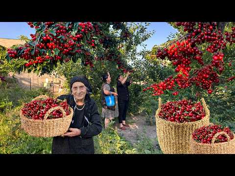 10000 CHERRIES! Harvesting Cherry, Making Jam and Stuffed