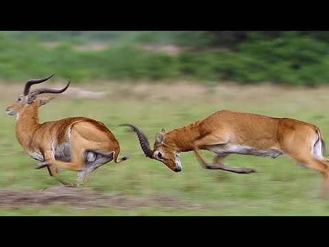 Kob Mating Ritual | The Great Rift: Africa's Wild Heart