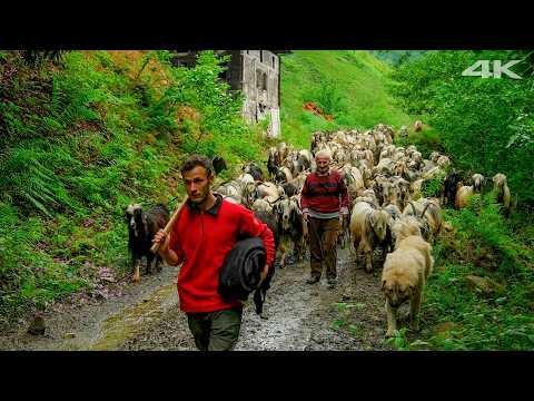 Yeşil Vadideki Keçiler - Dedenin Mirası Belgesel Film