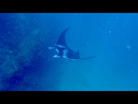 Spearfishing North Coast Trinidad Snappers, Lobsters &