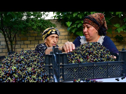 Mix of Melon, Black Currant Jam and Pie Recipes In The