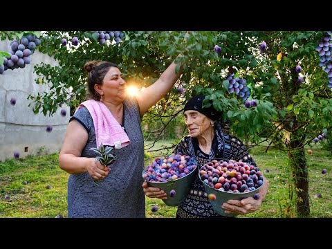 HARVESTING LOT OF PLUMS! AND MAKING NATURAL DRINK, JAM AND