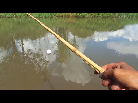 Pescaria de tilapia tucunare e traíra no Rio marinheiro
