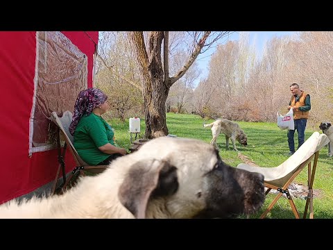 KAMPA KÖPEK ÇETESİ DALDI. Camping videos