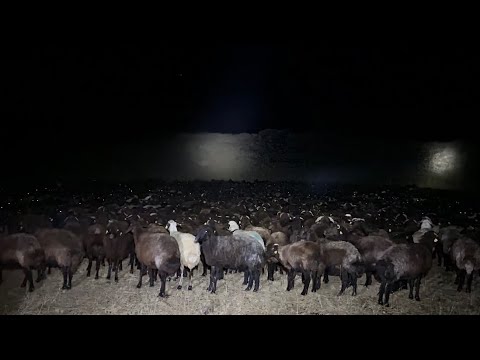 KÖPEKLER GECE BOYU KOYUNLARI KORUMAK İÇİN KURTLARLA
