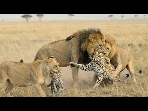 Male Lion and Lioness Erase a Leopard Mother and Leopard