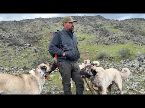 YAĞMUR VE GÜNEŞ Bİ ARADA CEMAL DAYI GELDİ