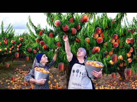 Harvesting Fresh Peaches and Making Peach Juice and Jam