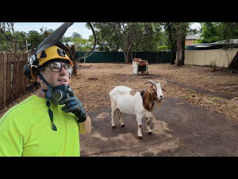 Goats DESTROYED this Yard What's it look like 8 Months