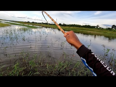 Pescaria de tilápias selvagens tucunaré gigante e traíra no