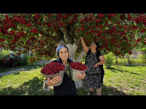 Harvesting Fresh Cherries & Strawberries – Making Delicious