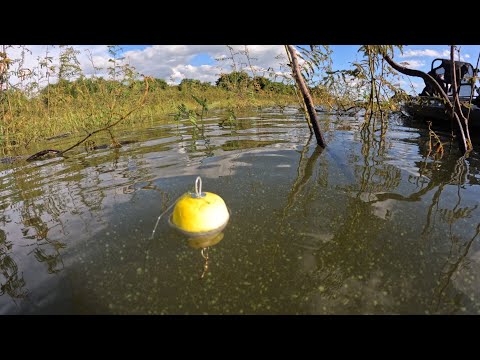 Ao ver a bóia descer puxa que é Peixe Bruto Pescaria de