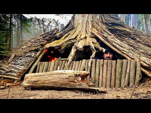 Building a secret shelter under the root of a large tree