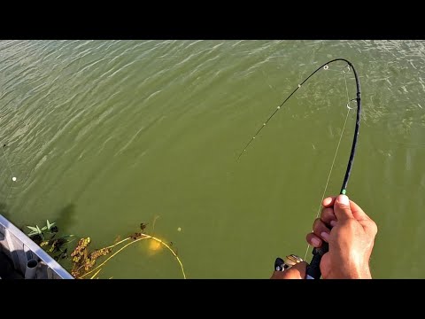 Pescaria na Rodada de Curvinas e peixes de couro usando