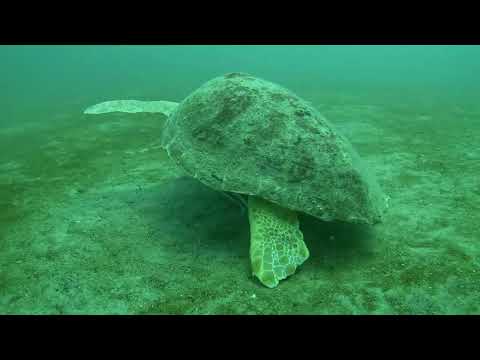 Turtle Panama City Beach