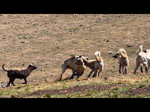 BAZIN YABANCI KÖPEĞE SALDIRDI - MÜSLÜM KOYUNLARINI SATIYOR