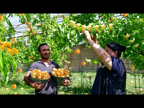 Harvesting Lot of Apricots and Making Natural Juice and Jam