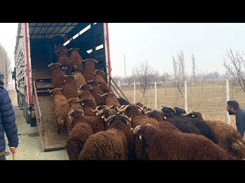 ERKEK TOKLULARI SATTIK - KOYUNLARIN DOĞUMU İÇİN SON GÜNLER