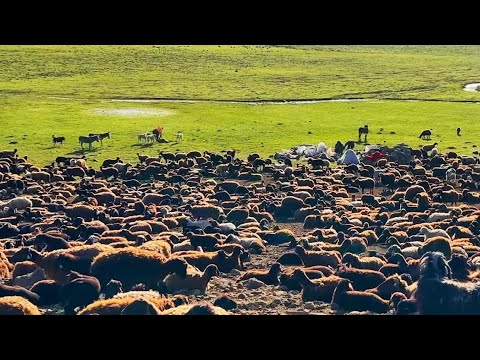 KİMİNE ÖLÜM KİMİNE ZİYAFET- KOYUNLARIMIZ ZEHİRLENDİ ( 9