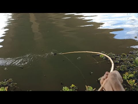 Parecia que os peixes do Rio ficaram todos na minha ceva