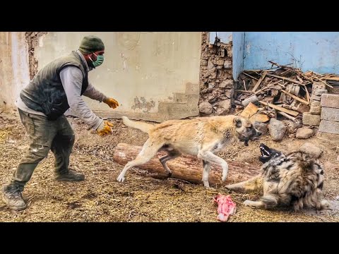 KÖPEKLER ET İÇİN BİRBİRİNE GİRDİ, DAYIM ZOR AYIRDI -- YAŞAR