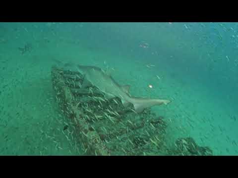 Surrounded by Sand Tigers on the Dixie Arrow, 20 Sept 2026