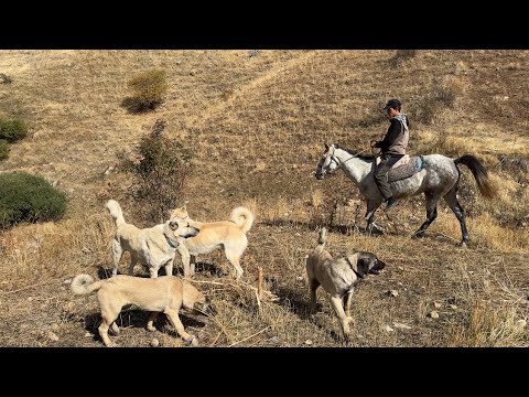 KOYUN YATAĞI TEHLİKELİ YERDE—ELAZIĞDAN MOTORSİKLETLE GELEN