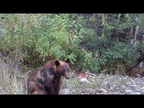 Bears "STEAL" a Mountain Lion Deer Kill WILD FOOTAGE