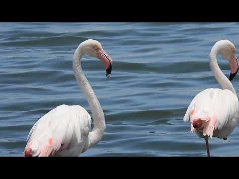 Flamingo in the Namib Desert