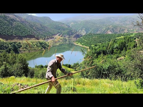 Yüksek Dağ Köyünde Tırpanla Ot Biçme Günlük Köy Hayatı ve