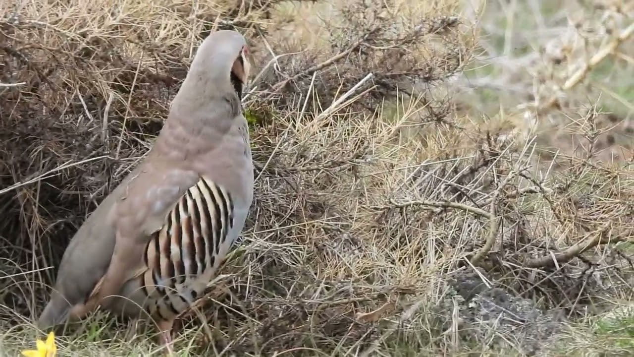 Keklik Avı (Bağlı) - الحجل طائر - куропатка - partridge
