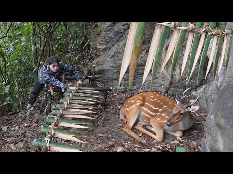 Tracking Wild Deer Footprints, Making a Deer Trap from