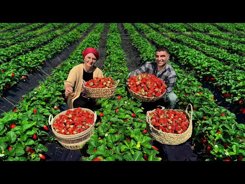 Mountain Village Life: Harvesting and Making Fresh