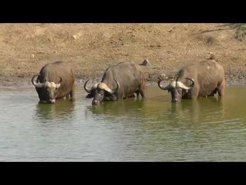 SOUTH AFRICA many animals at Klopperfontein, Kruger