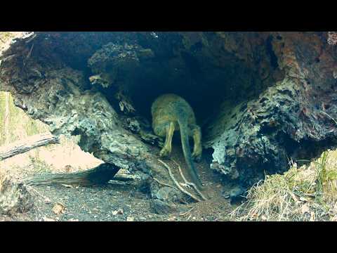 What’s Using This Hollow Log? Australia