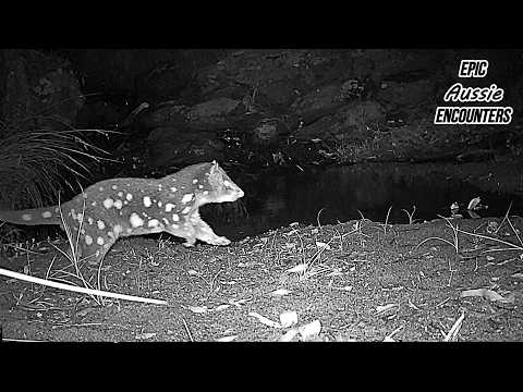 A Rare Spotted Night Visitor at a Quiet Waterhole