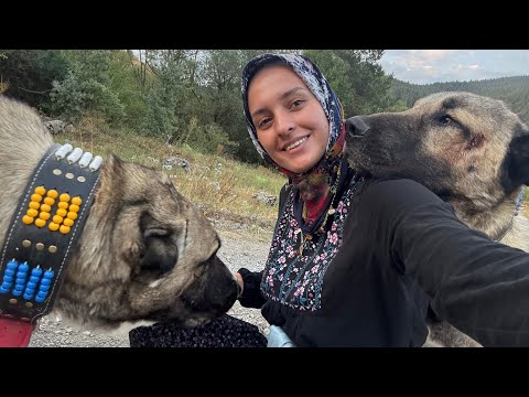 BALKONUN SON HALİİ KAYBOLAN KALİTELİ KOÇU ARADIKKK