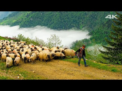 Bulutların Üstünde Göç Belgesel