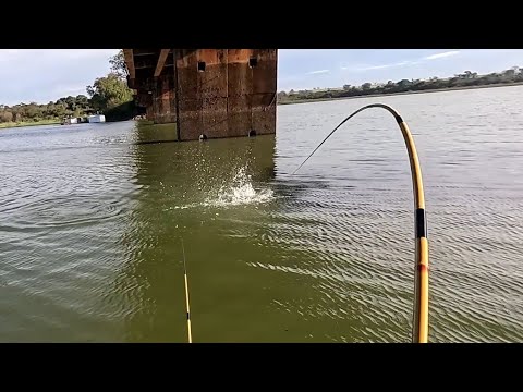 Pescaria de curimba e piau debaixo da ponte do Rio turvo