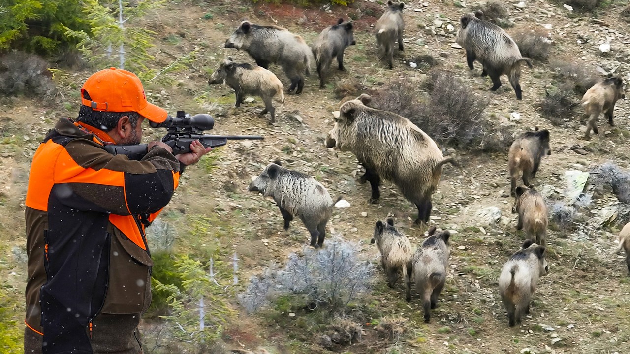 HUNTING MASSIVE WILD BOAR HERDS (NONSTOP ACTION)