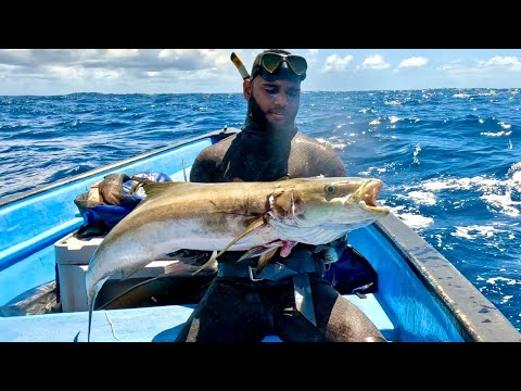 Spearfishing Trinidad's Deep Offshore reefs Cobia Catch