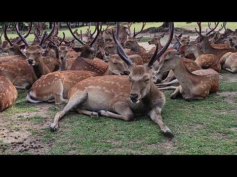 Deer of Nara Park #277 奈良公園の鹿さん