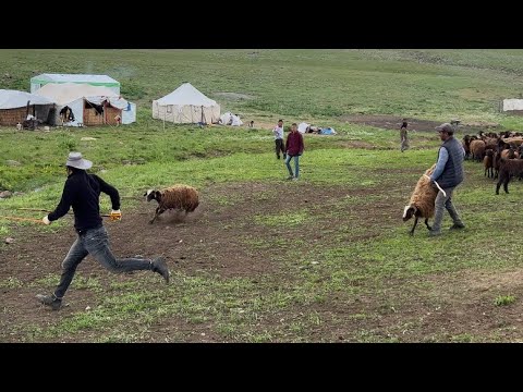 KOYUNLARI,KUZULARI TEK TEK AYIRIYORUZ--YAYLA SOHBETLERİ