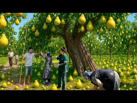 Harvesting Juicy Pears | Grandma’s Secret Pear Jam & Cherry