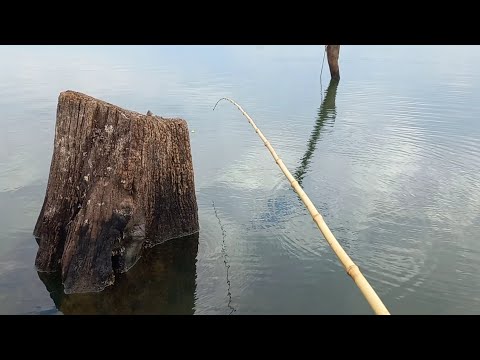 Pescaria caipira de tilapias selvagens só as Brutas no