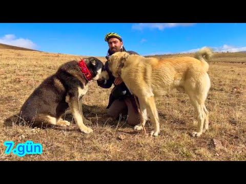 KÖPEKLER KURDUN ZEKASINA YENİLDİLER- GECE KURT KOYUNLARA
