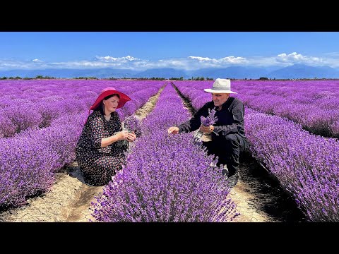 We Collected Lavender and Cooked Delicious Traditional